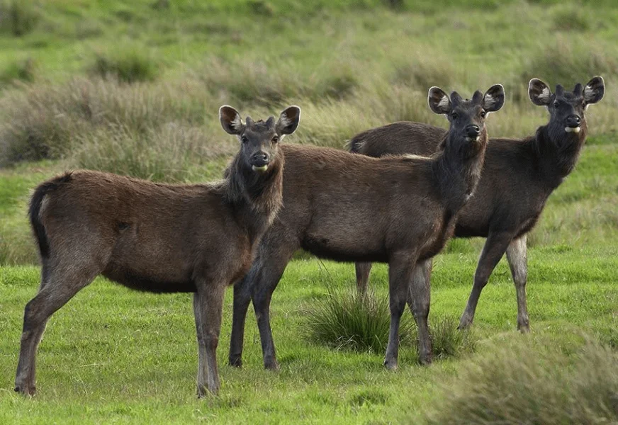 Horton Plains